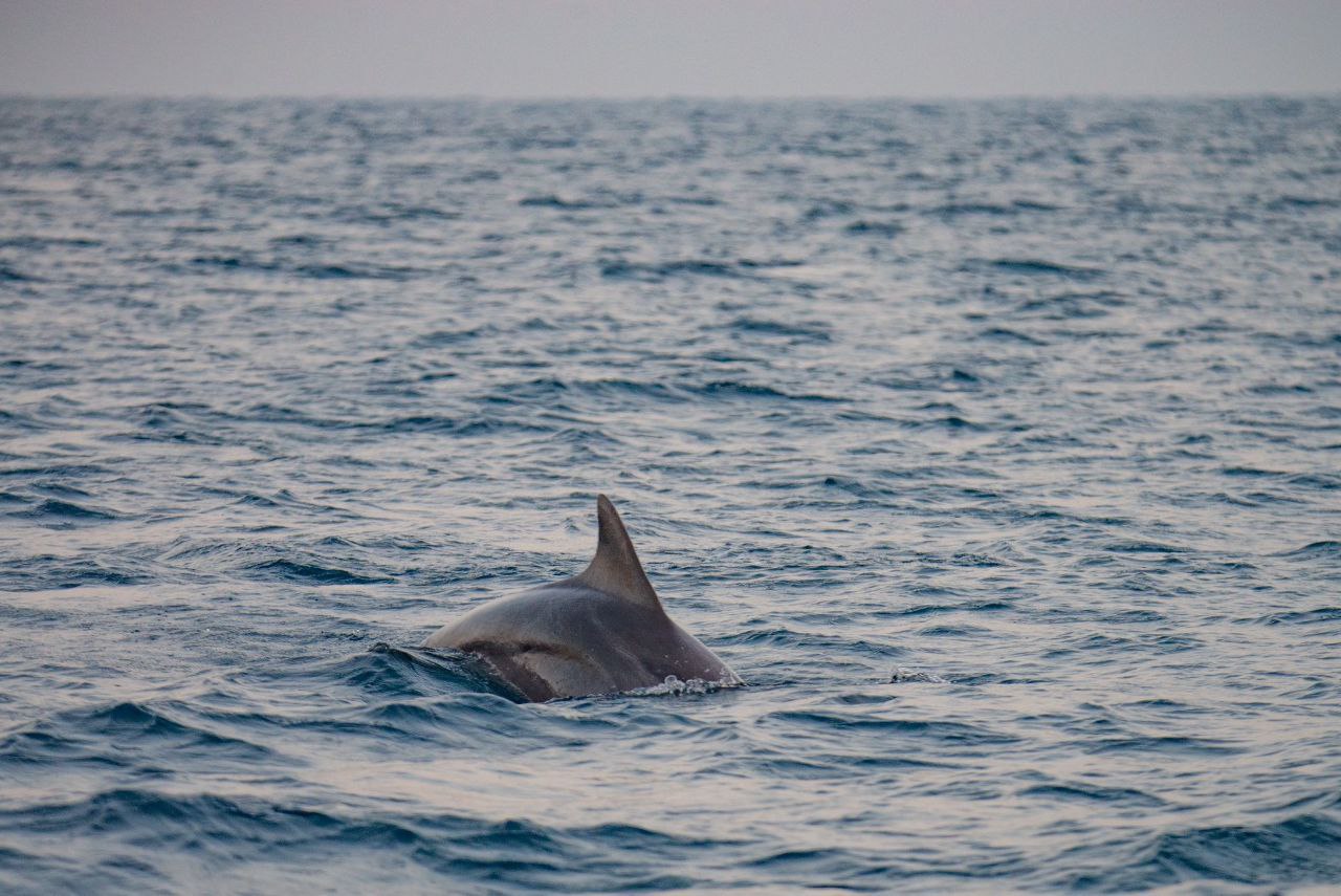 Утром в Средиземном море была замечена стая дельфинов