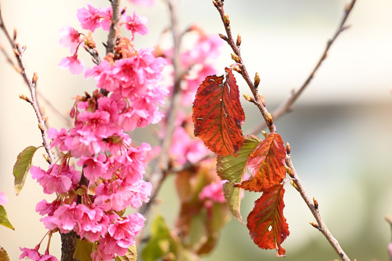 Израильская Правда. Стоп-кадр: цветение вишневых деревьев в Модиин-Маккабим-Реут.