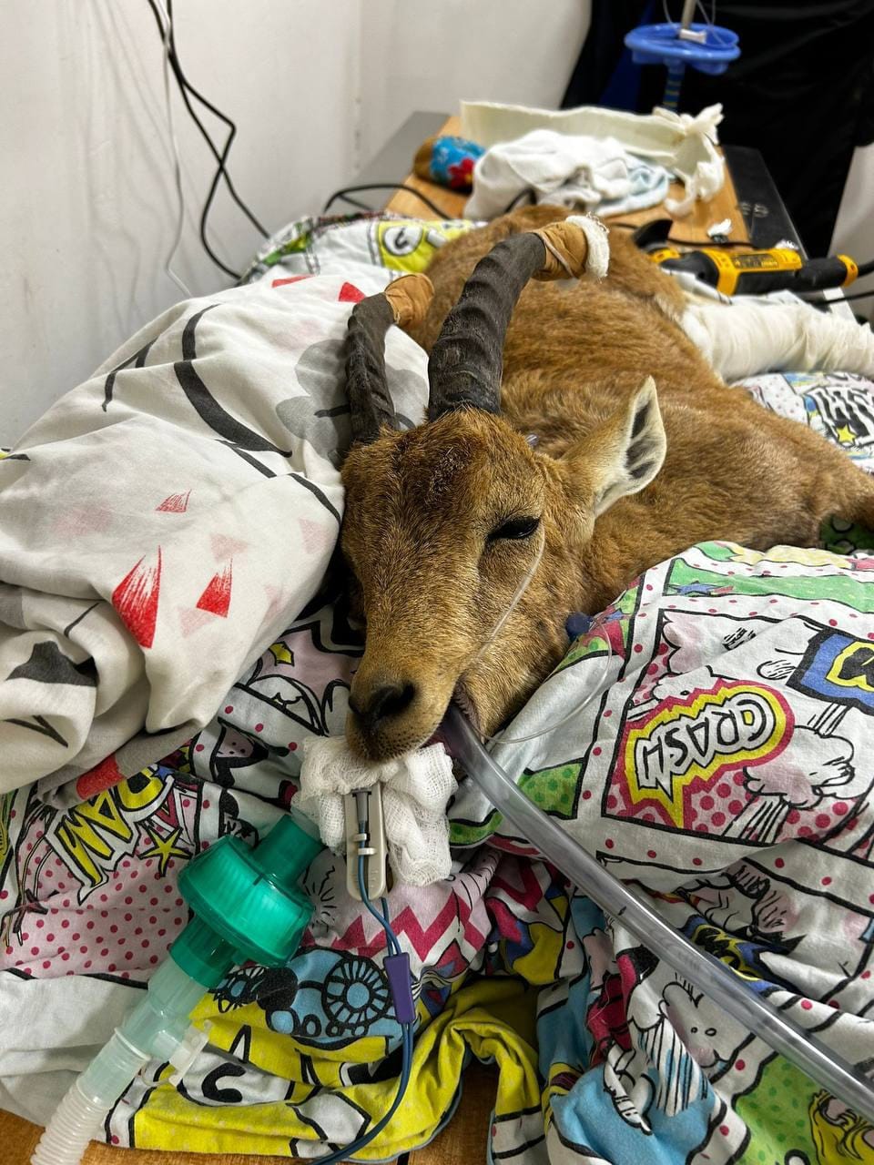 Израильская Правда. Юного горного козленка вылечили в больнице для диких зверей при зоопарке «Сафари»