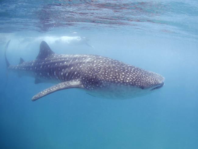 В районе Атлита замечена акула, до выяснения обстоятельств купание запрещено