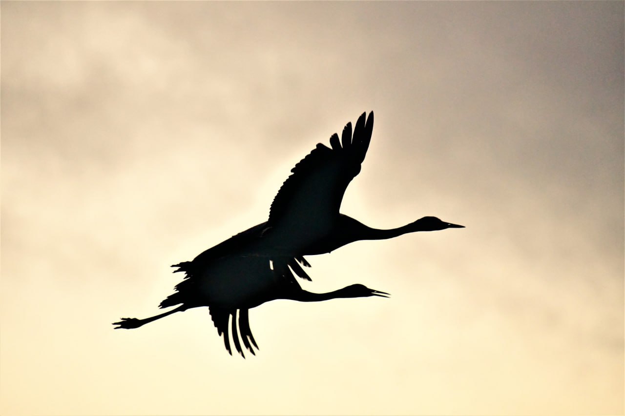 Рассвет над озером Хула.