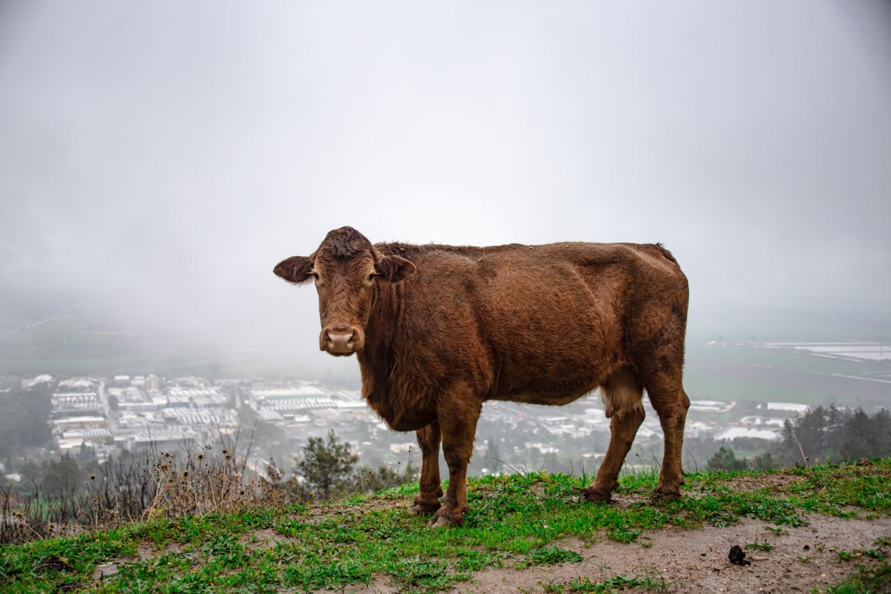 Красота севера Израиля, дождь и туман